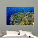 Reef Scene With Orange-Fin Anemonefish Wall Mural