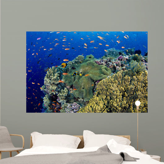 Reef Scene With Orange-Fin Anemonefish Wall Mural