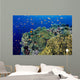 Reef Scene With Orange-Fin Anemonefish Wall Mural