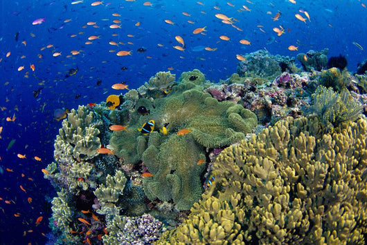 Reef Scene With Orange-Fin Anemonefish Wall Mural