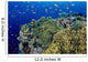 Reef Scene With Orange-Fin Anemonefish Wall Mural