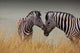 Zebras-Mother and Son Wall Mural