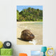 Hawaii, Kauai, Waikoko, Close-Up Of Coconut On Sandy Beach Wall Mural