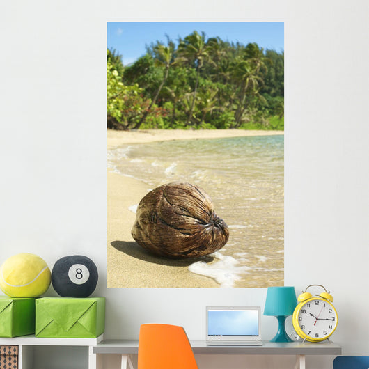 Hawaii, Kauai, Waikoko, Close-Up Of Coconut On Sandy Beach Wall Mural