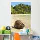 Hawaii, Kauai, Waikoko, Close-Up Of Coconut On Sandy Beach Wall Mural