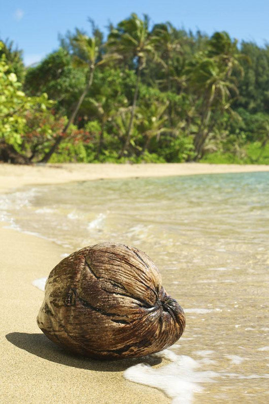 Hawaii, Kauai, Waikoko, Close-Up Of Coconut On Sandy Beach Wall Mural