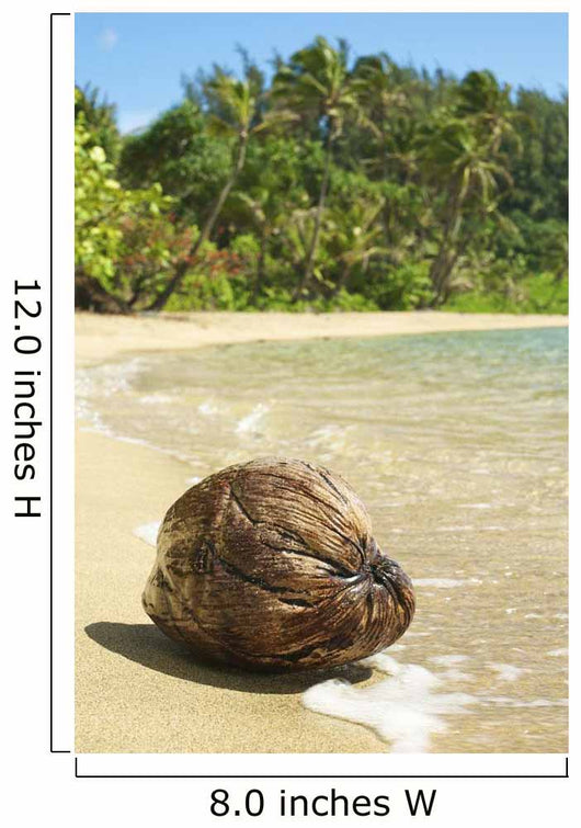 Hawaii, Kauai, Waikoko, Close-Up Of Coconut On Sandy Beach Wall Mural