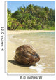 Hawaii, Kauai, Waikoko, Close-Up Of Coconut On Sandy Beach Wall Mural