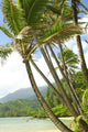 Hawaii, Kauai, North Shore, Coconut Palm Trees Along Coastline Wall Mural