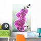Hawaii, Kauai, Pink Orchids On Studio Background Wall Mural