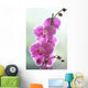 Hawaii, Kauai, Pink Orchids On Studio Background Wall Mural
