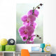 Hawaii, Kauai, Pink Orchids On Studio Background Wall Mural