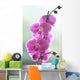 Hawaii, Kauai, Pink Orchids On Studio Background Wall Mural