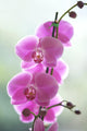 Hawaii, Kauai, Pink Orchids On Studio Background Wall Mural
