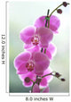 Hawaii, Kauai, Pink Orchids On Studio Background Wall Mural