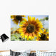 Oregon, Portland, Sauvie Island, Sunflower Hybrid And Bee Wall Mural