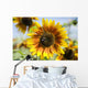 Oregon, Portland, Sauvie Island, Sunflower Hybrid And Bee Wall Mural