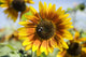 Oregon, Portland, Sauvie Island, Sunflower Hybrid And Bee Wall Mural