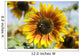 Oregon, Portland, Sauvie Island, Sunflower Hybrid And Bee Wall Mural