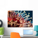 Closeup Photo of Exotic Acanthaster Wall Mural