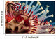 Closeup Photo of Exotic Acanthaster Wall Mural