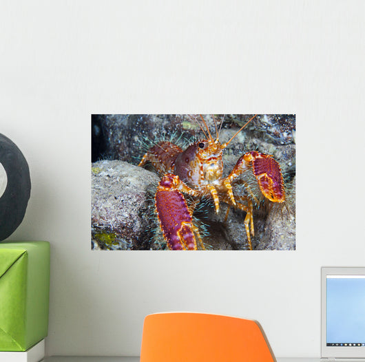 Hawaii, Maui, Molokini, Western Lobster, Found Among Rocks Wall Mural