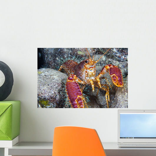 Hawaii, Maui, Molokini, Western Lobster, Found Among Rocks Wall Mural