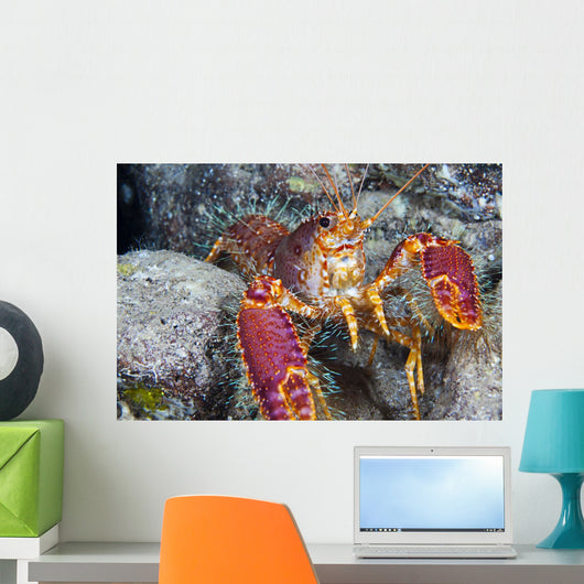Hawaii, Maui, Molokini, Western Lobster, Found Among Rocks Wall Mural