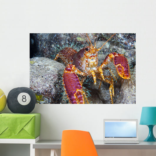 Hawaii, Maui, Molokini, Western Lobster, Found Among Rocks Wall Mural