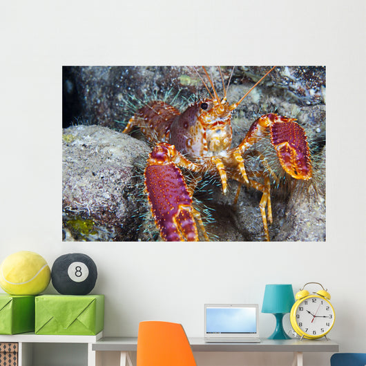 Hawaii, Maui, Molokini, Western Lobster, Found Among Rocks Wall Mural