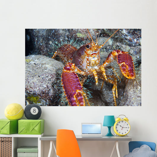 Hawaii, Maui, Molokini, Western Lobster, Found Among Rocks Wall Mural
