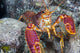 Hawaii, Maui, Molokini, Western Lobster, Found Among Rocks Wall Mural