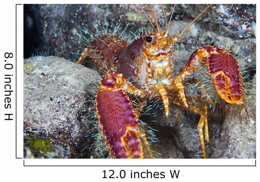 Hawaii, Maui, Molokini, Western Lobster, Found Among Rocks Wall Mural