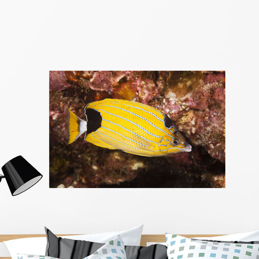 Also Known As Kikakapu Wall Mural