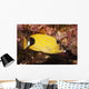 Also Known As Kikakapu Wall Mural