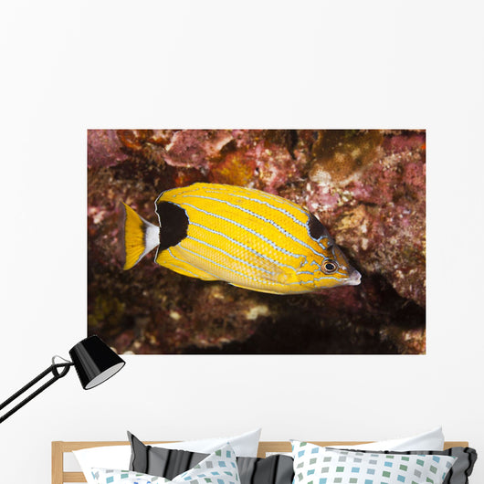 Also Known As Kikakapu Wall Mural