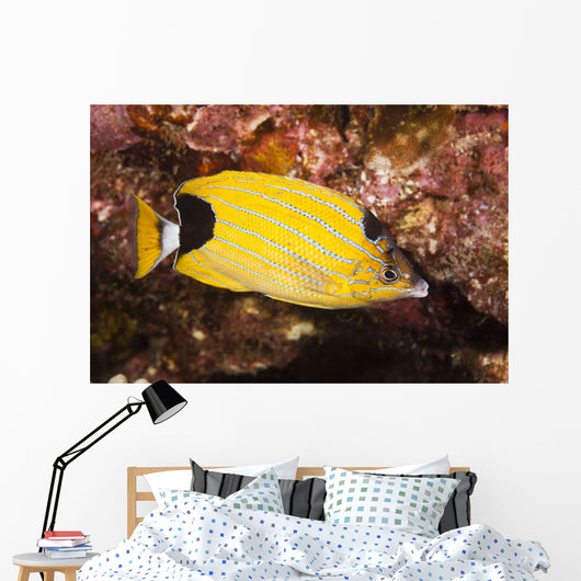 Also Known As Kikakapu Wall Mural