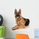 German Shepherd Dog on a White Background Wall Decal