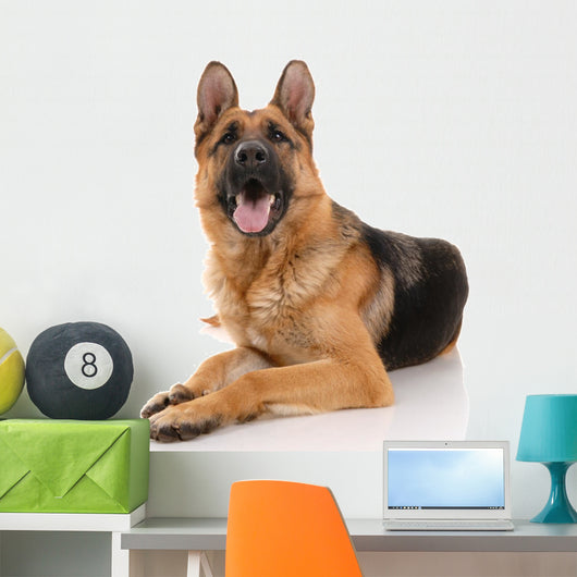 German Shepherd Dog on a White Background Wall Decal