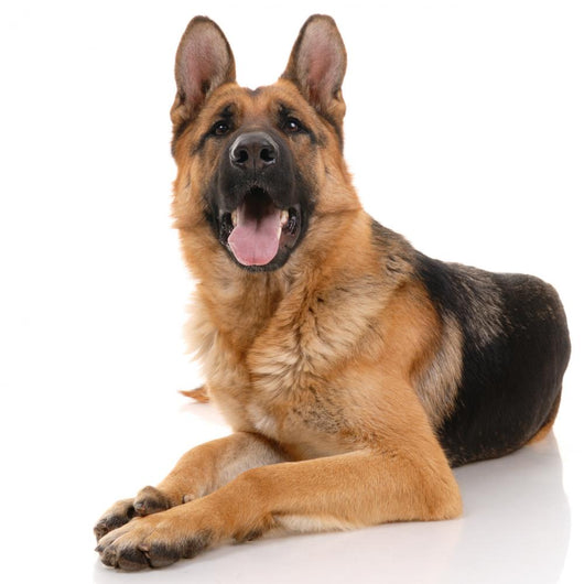 German Shepherd Dog on a White Background Wall Decal