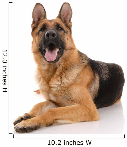 German Shepherd Dog on a White Background Wall Decal