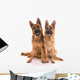 Two German Shepherd Dogs Wall Mural