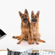 Two German Shepherd Dogs Wall Mural