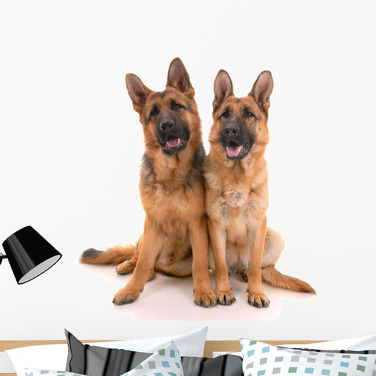 Two German Shepherd Dogs Wall Mural