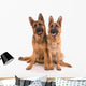 Two German Shepherd Dogs Wall Mural