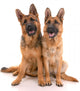 Two German Shepherd Dogs Wall Mural