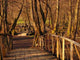 Wood Bridge over Bosna Wall Decal