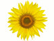 Sunflower Wall Decal