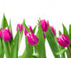 Tulips on a meadow Wall Decal