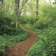 Path Through Woods Wall Mural